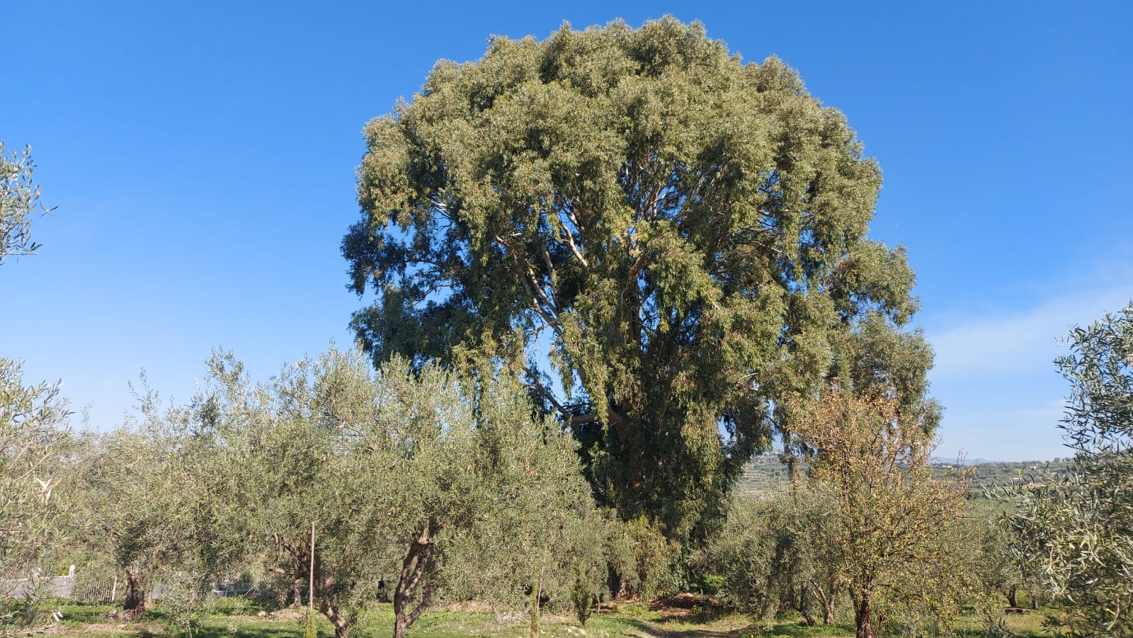 Albero secolare